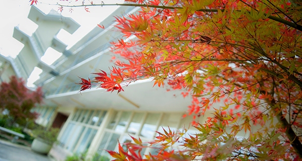 exterior of irby house with large blossoming tree in focus