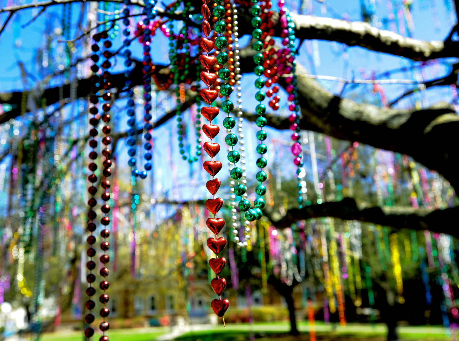colorful mardi gras beads hang from a tree on tulane's campus