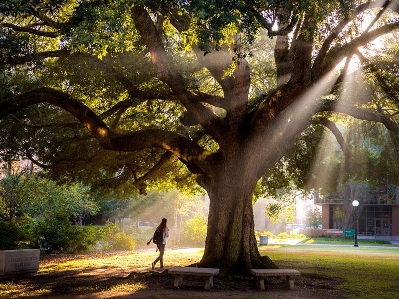student walks under large oak tree with light streaming through the branches.