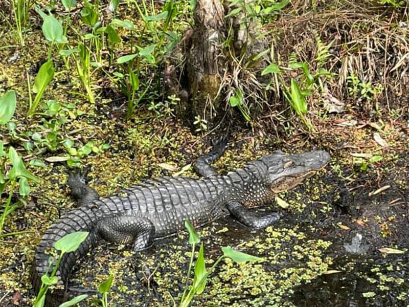 Alligator in a marsh